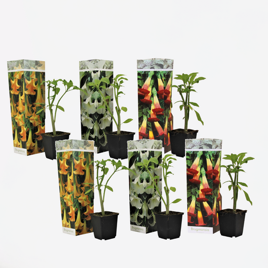 Florastore Trumpetblommor - Set Om 6 - Brugmansia - Höjd 25-40Cm - ⌀9Cm
