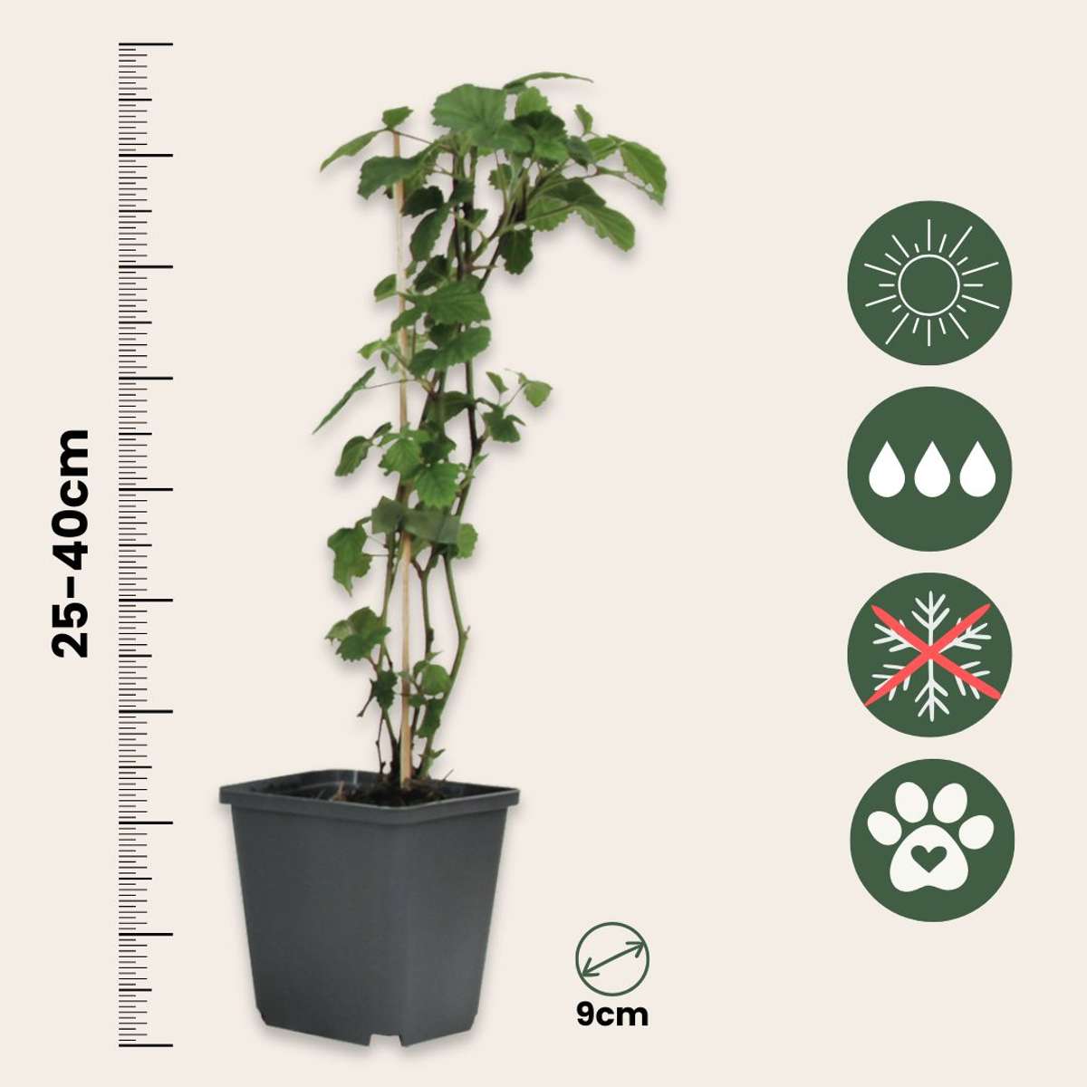 Out Of Category Garden Plants Trumpetblommor - Set Om 6 - Brugmansia - Höjd 25-40Cm - ⌀9Cm
