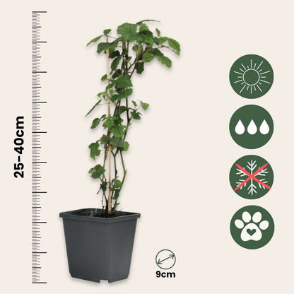 Out Of Category Garden Plants Trumpetblommor - Set Om 6 - Brugmansia - Höjd 25-40Cm - ⌀9Cm