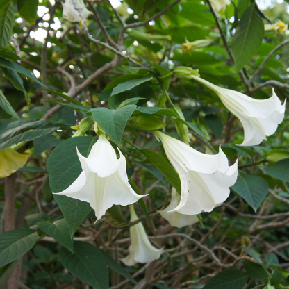 Out Of Category Garden Plants Trumpetblommor - Set Om 6 - Brugmansia - Höjd 25-40Cm - ⌀9Cm