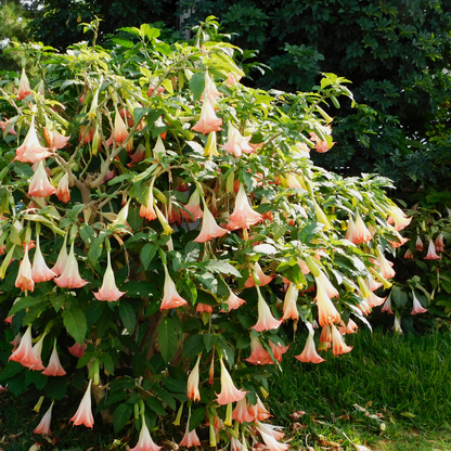 Out Of Category Garden Plants Trumpetblommor - Set Om 6 - Brugmansia - Höjd 25-40Cm - ⌀9Cm