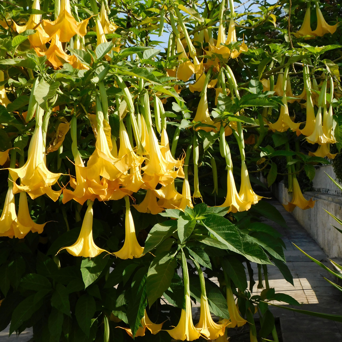 Out Of Category Garden Plants Trumpetblommor - Set Om 6 - Brugmansia - Höjd 25-40Cm - ⌀9Cm