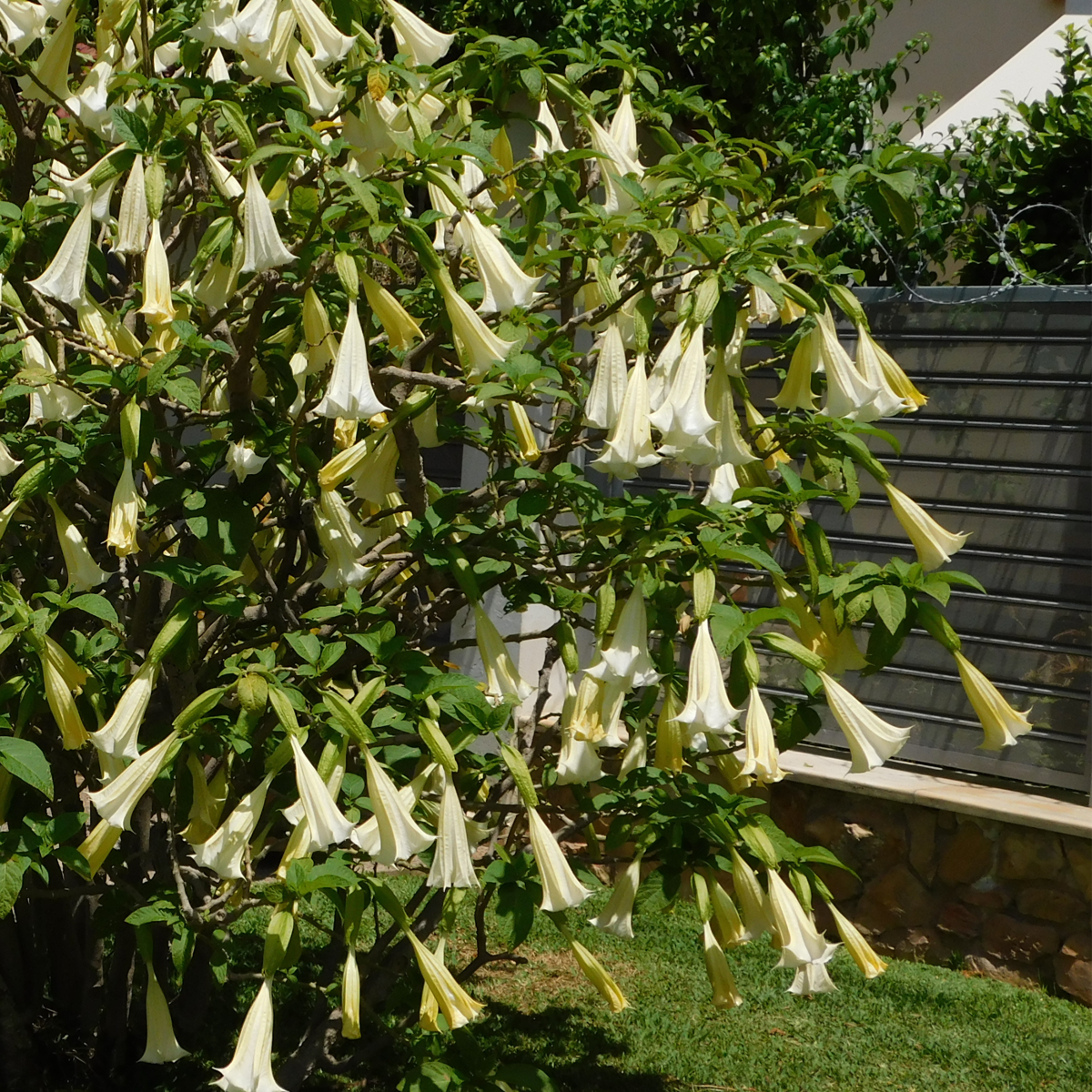 Other Garden Plants Trumpetblommor - Set Om 3 - Brugmansia - Höjd 25-40Cm - ⌀9Cm