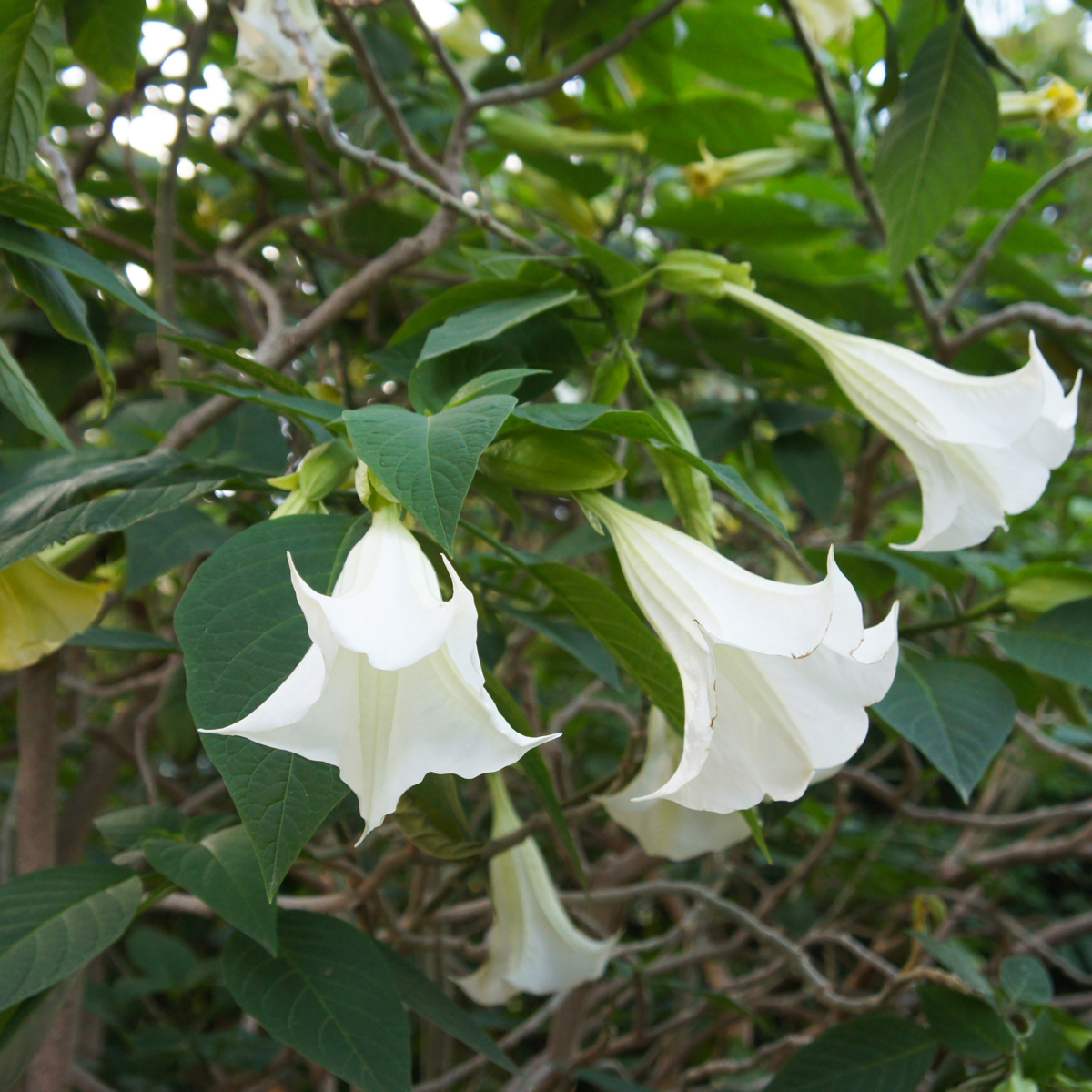 Other Garden Plants Trumpetblommor - Set Om 3 - Brugmansia - Höjd 25-40Cm - ⌀9Cm