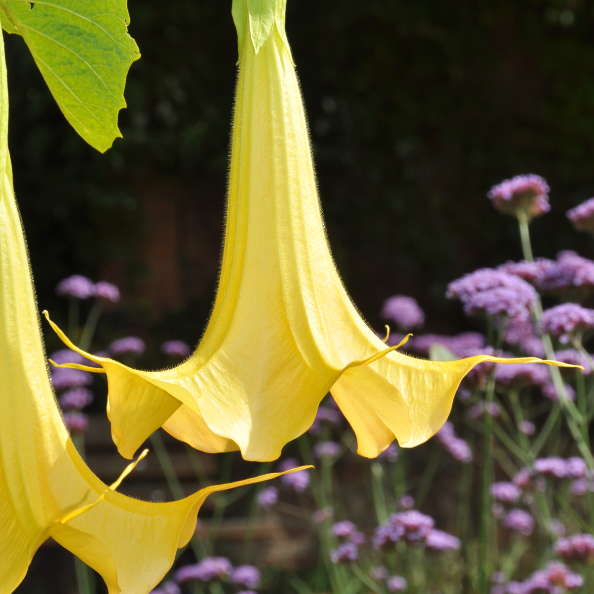 Other Garden Plants Trumpetblommor - Set Om 3 - Brugmansia - Höjd 25-40Cm - ⌀9Cm