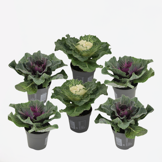 Florastore Vitkål - Set Om 6 - Brassica Oleracea - Höjd 10-20Cm - ⌀10,5Cm