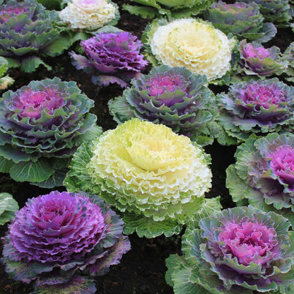 Other Garden Plants Vitkål - Set Om 6 - Brassica Oleracea - Höjd 10-20Cm - ⌀10,5Cm