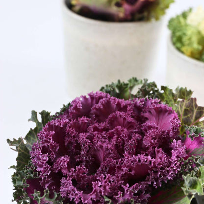 Other Garden Plants Vitkål - Set Om 6 - Brassica Oleracea - Höjd 10-20Cm - ⌀10,5Cm