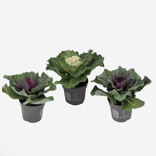 Florastore Vitkål - Set Om 3 - Brassica Oleracea - Höjd 10-20Cm - ⌀10,5Cm
