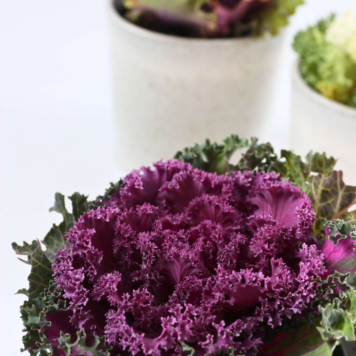 Other Garden Plants Vitkål - Set Om 3 - Brassica Oleracea - Höjd 10-20Cm - ⌀10,5Cm