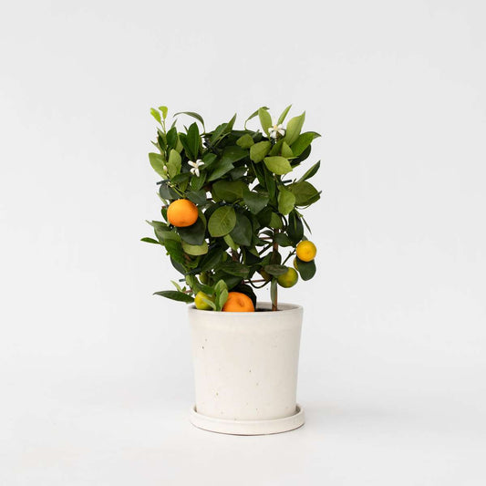 Florastore Apelsinträd - Citrus Mitis 'Calamondin' - Höjd 35-40Cm - ⌀14Cm