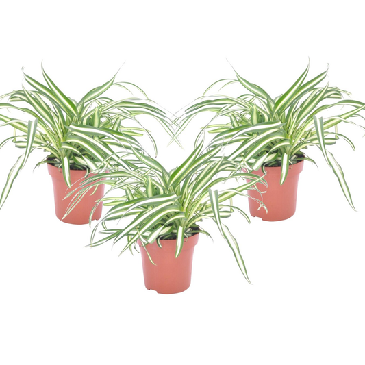 Florastore Klorofytum - Set Om 6 - Chlorophytum Comosum 'Atlantic' - Höjd 25-40Cm - ⌀12Cm