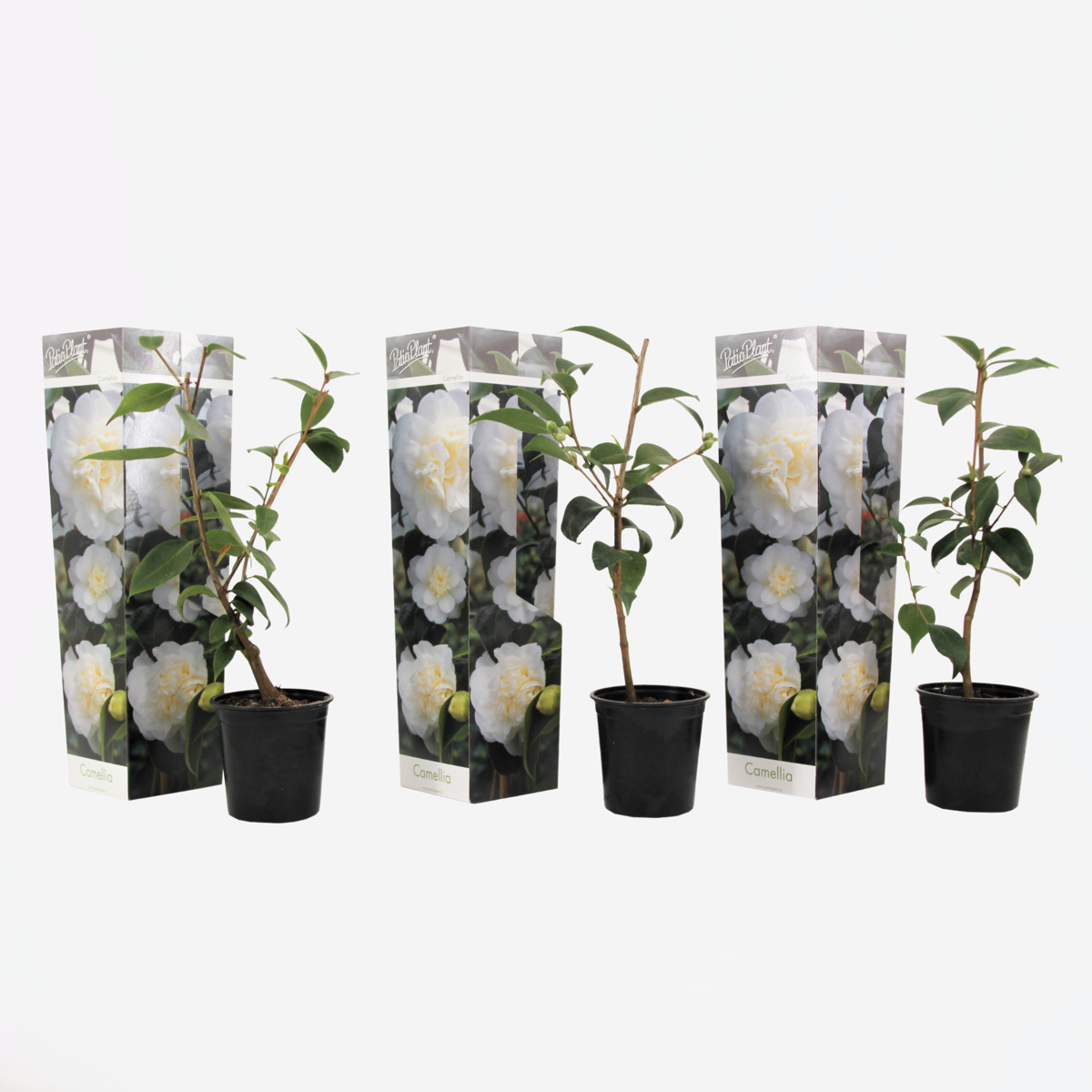 Florastore Japansk Ros - Set Om 3 - Camellia Japonica 'Brush Field' - Höjd 25-40Cm - ⌀9Cm