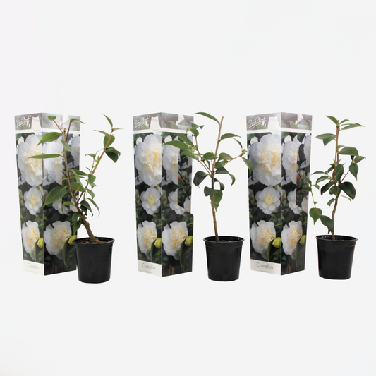 Florastore Japansk Ros - Set Om 3 - Camellia Japonica 'Brush Field' - Höjd 25-40Cm - ⌀9Cm