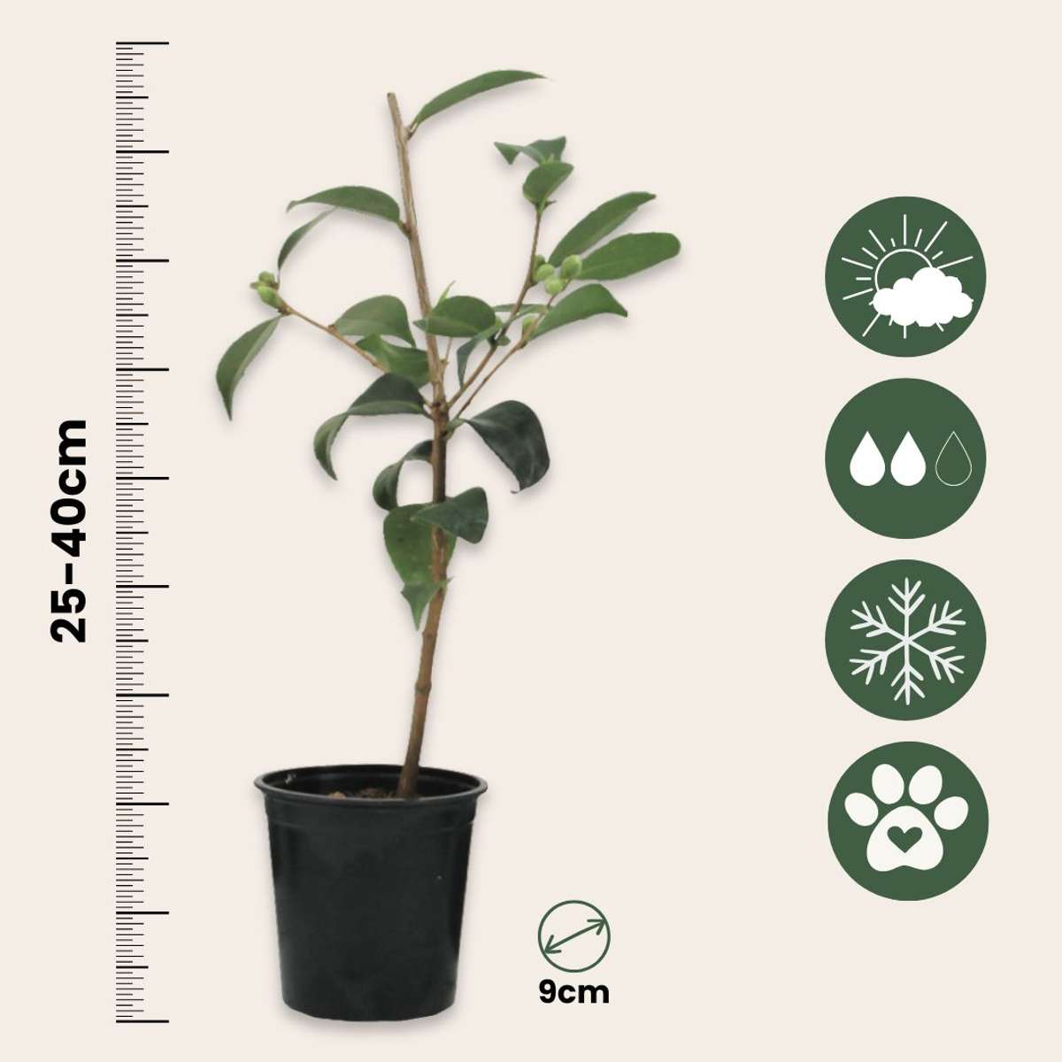 Roses Japansk Ros - Set Om 3 - Camellia Japonica 'Brush Field' - Höjd 25-40Cm - ⌀9Cm