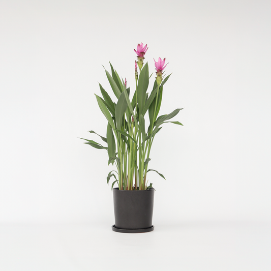 Florastore Siam Tulpan - Curcuma Alismatifolia 'Siam Supreme' - Höjd 70-90Cm - ⌀19Cm