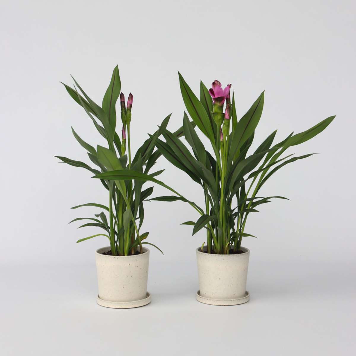 Florastore Siam Tulpan - Set Om 4 - Curcuma 'Siam Splash' - Höjd 40-60Cm - ⌀13Cm