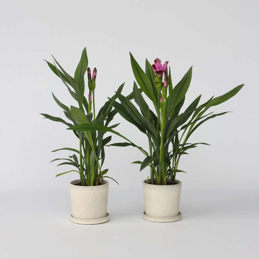 Florastore Siam Tulpan - Set Om 4 - Curcuma 'Siam Splash' - Höjd 40-60Cm - ⌀13Cm