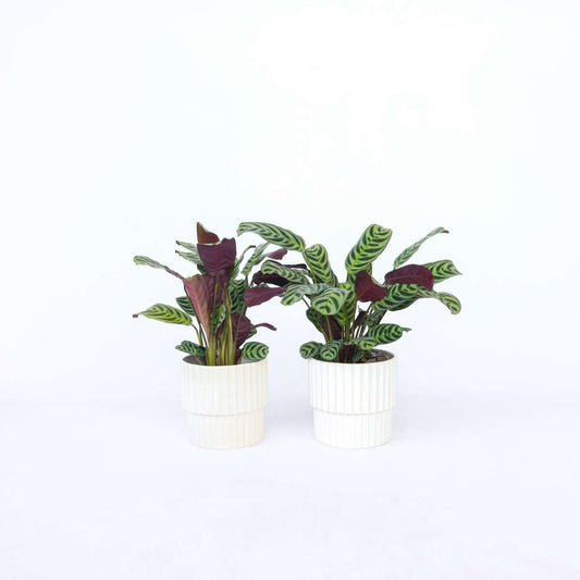 Florastore Fiskbensstenante - Set Om 2 - Ctenanthe 'Burle-Marxii' - Höjd 25-40Cm - ⌀12Cm
