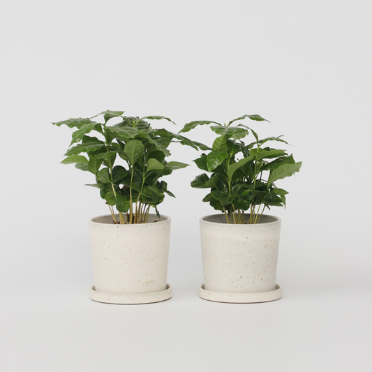 Florastore Kaffeväxt - Set Om 2 - Coffea Arabica - Höjd 25-40Cm - ⌀12Cm