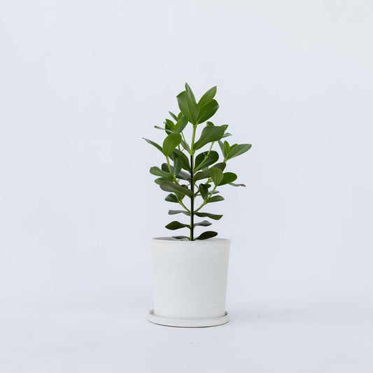 Florastore Narrfikus - Clusia Rosea 'Princess' - Höjd 50-60Cm - ⌀17Cm