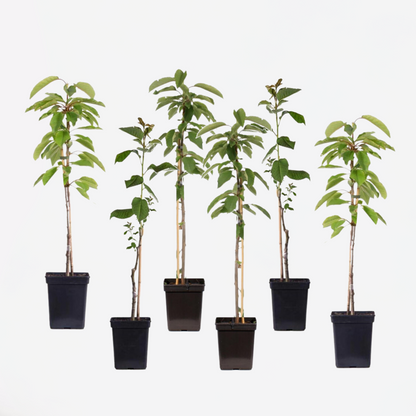 Fruit Trees Äppelträd - Set Om 6 - Malus - Höjd 60-70Cm - ⌀9Cm