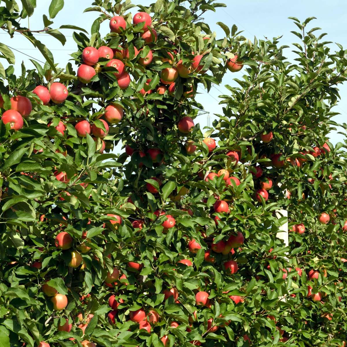 Fruit Trees Äppelträd - Set Om 6 - Malus - Höjd 60-70Cm - ⌀9Cm