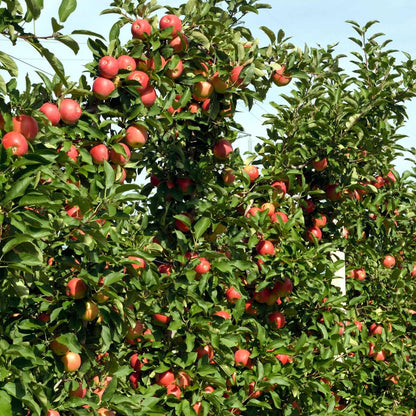 Fruit Trees Äppelträd - Set Om 6 - Malus - Höjd 60-70Cm - ⌀9Cm