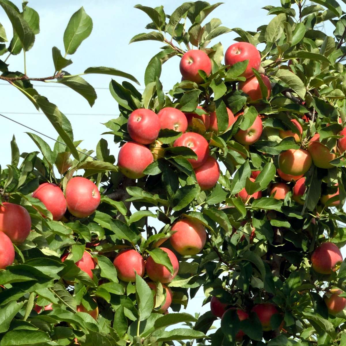 Fruit Trees Äppelträd - Set Om 6 - Malus - Höjd 60-70Cm - ⌀9Cm