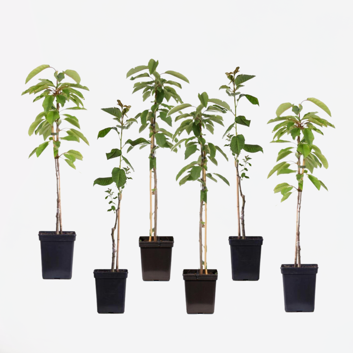 Fruit Trees Äppelträd - Set Om 6 - Malus - Höjd 60-70Cm - ⌀9Cm