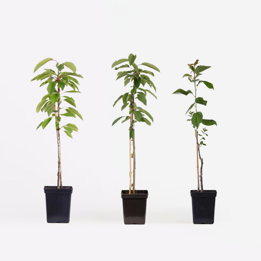 Florastore Äppelträd - Set Om 3 - Malus - Höjd 60-70Cm - ⌀9Cm