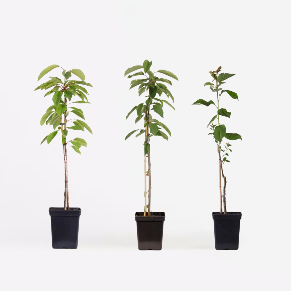 Fruit Trees Äppelträd - Set Om 3 - Malus - Höjd 60-70Cm - ⌀9Cm