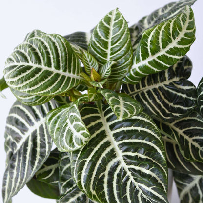 Out Of Category Houseplants Zebraväxt - Set Om 4 - Aphelandra Squarrosa 'Botanica' - Höjd 25-45Cm - ⌀13Cm