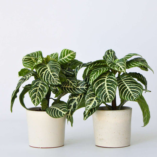Out Of Category Houseplants Zebraväxt - Set Om 2 - Aphelandra Squarrosa 'Botanica' - Höjd 25-45Cm - ⌀13Cm