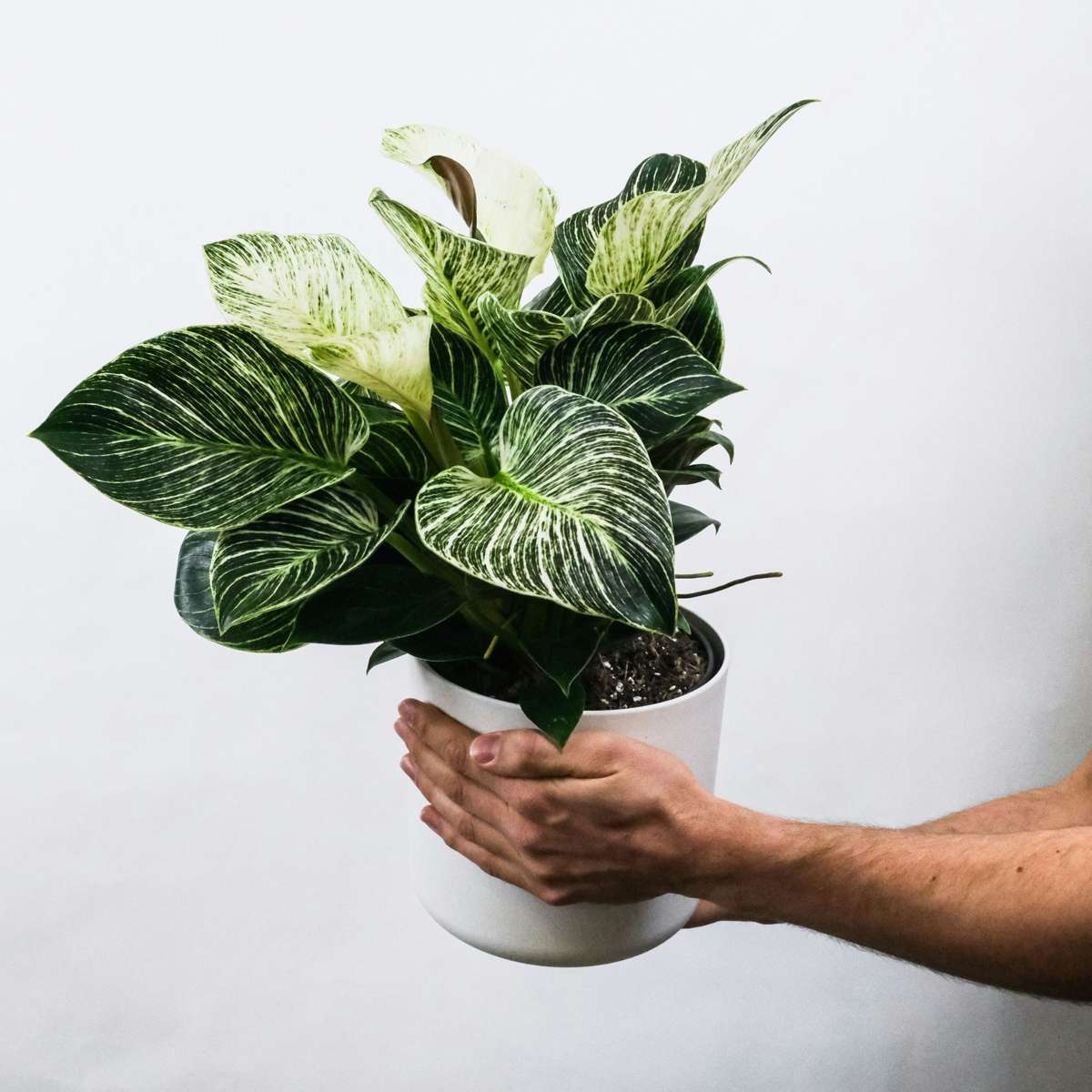 Out Of Category Houseplants Zebraväxt - Set Om 2 - Aphelandra Squarrosa 'Botanica' - Höjd 25-45Cm - ⌀13Cm