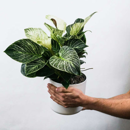 Out Of Category Houseplants Zebraväxt - Set Om 2 - Aphelandra Squarrosa 'Botanica' - Höjd 25-45Cm - ⌀13Cm