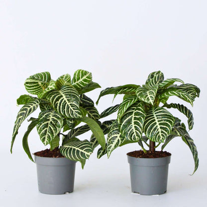 Out Of Category Houseplants Zebraväxt - Set Om 2 - Aphelandra Squarrosa 'Botanica' - Höjd 25-45Cm - ⌀13Cm