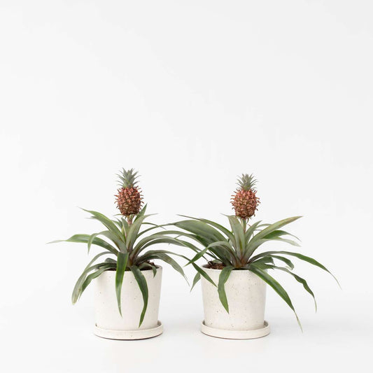 Florastore Ananasväxt - Set Om 2 - Ananas Comosus 'Mi Amigo' - Höjd 35-45Cm - ⌀12Cm