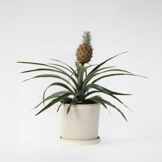 Florastore Ananasväxt - Ananas Comosus 'Mi Amigo' - Höjd 35-45Cm - ⌀12Cm