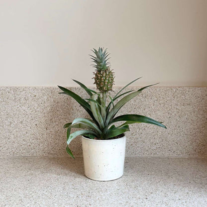 Other Green Houseplants Ananasväxt - Ananas Comosus 'Mi Amigo' - Höjd 35-45Cm - ⌀12Cm