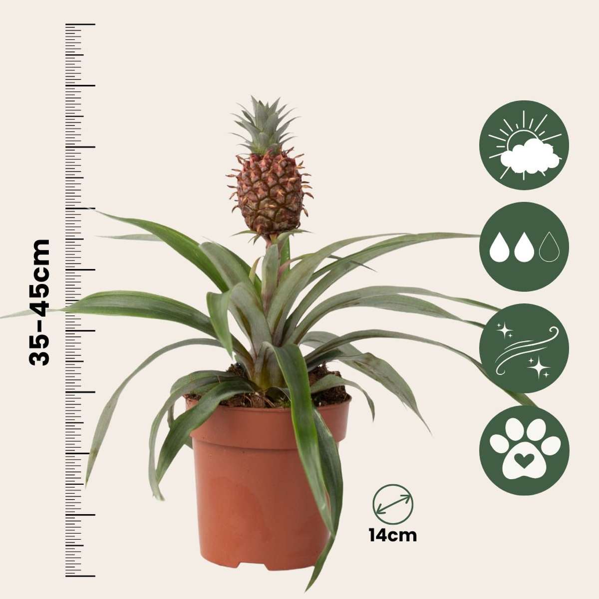 Other Green Houseplants Ananasväxt - Ananas Comosus 'Mi Amigo' - Höjd 35-45Cm - ⌀12Cm