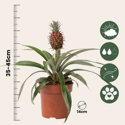 Other Green Houseplants Ananasväxt - Ananas Comosus 'Mi Amigo' - Höjd 35-45Cm - ⌀12Cm