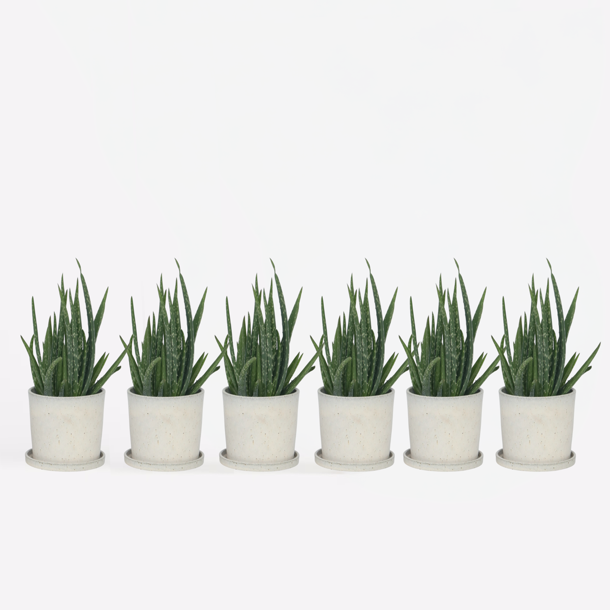Florastore Aloe Vera - Set Om 6 - Aloe Barbadensis - Höjd 25-40Cm - ⌀10,5Cm