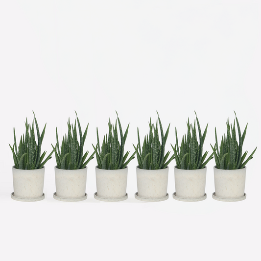 Florastore Aloe Vera - Set Om 6 - Aloe Barbadensis - Höjd 25-40Cm - ⌀10,5Cm