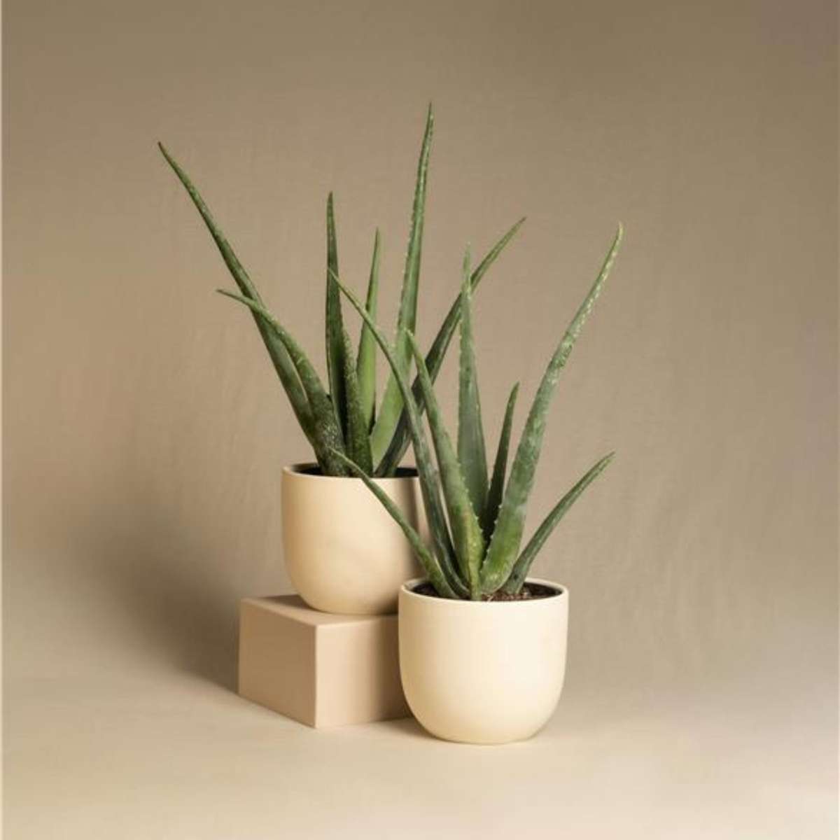 Out Of Category Houseplants Aloe Vera - Set Om 6 - Aloe Barbadensis - Höjd 25-40Cm - ⌀10,5Cm