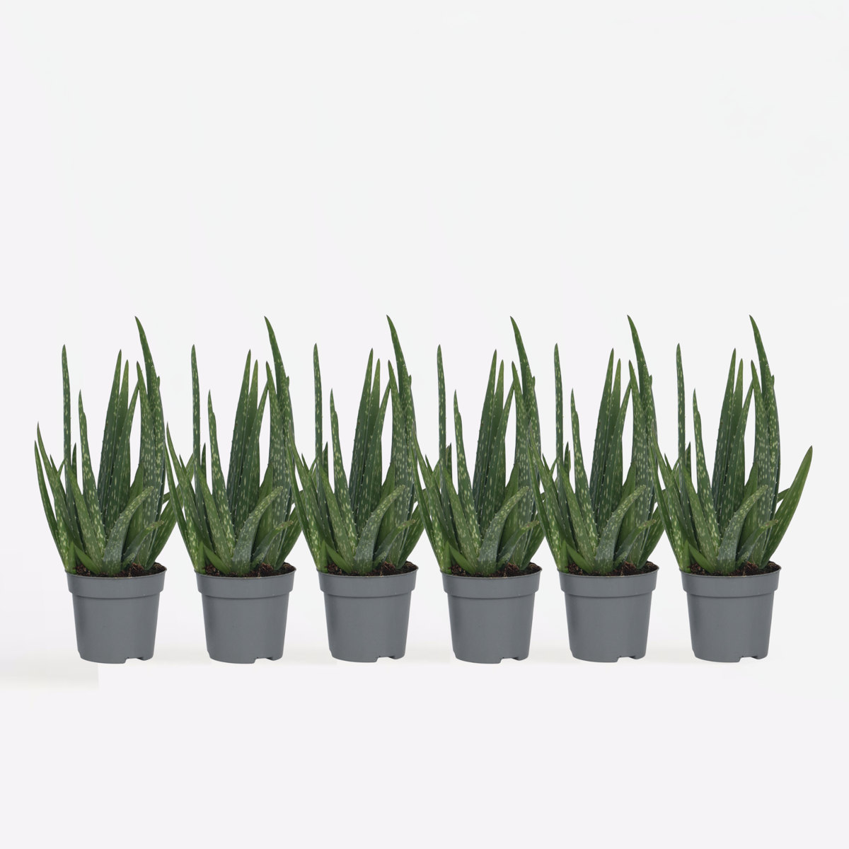 Out Of Category Houseplants Aloe Vera - Set Om 6 - Aloe Barbadensis - Höjd 25-40Cm - ⌀10,5Cm