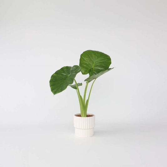 Florastore Alokasia - Alocasia 'Odora' - Höjd 55-75Cm - ⌀17Cm