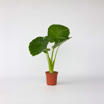 Alocasia Alokasia - Alocasia 'Odora' - Höjd 55-75Cm - ⌀17Cm