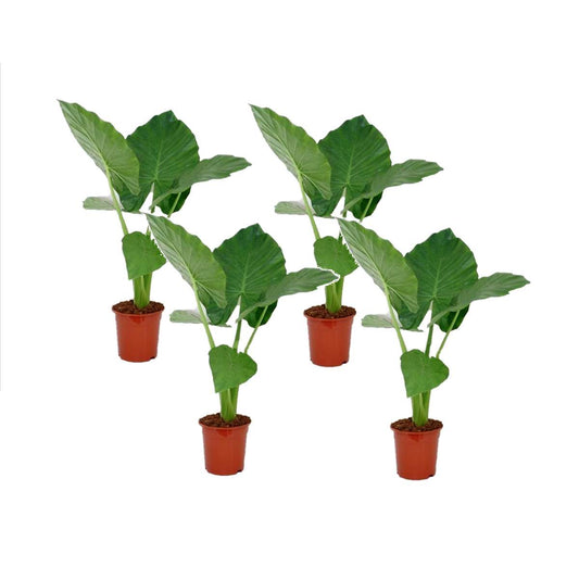 Florastore Alokasia - Set Om 4 - Alocasia 'Macrorrhizos' - Höjd 60-70Cm - ⌀17Cm