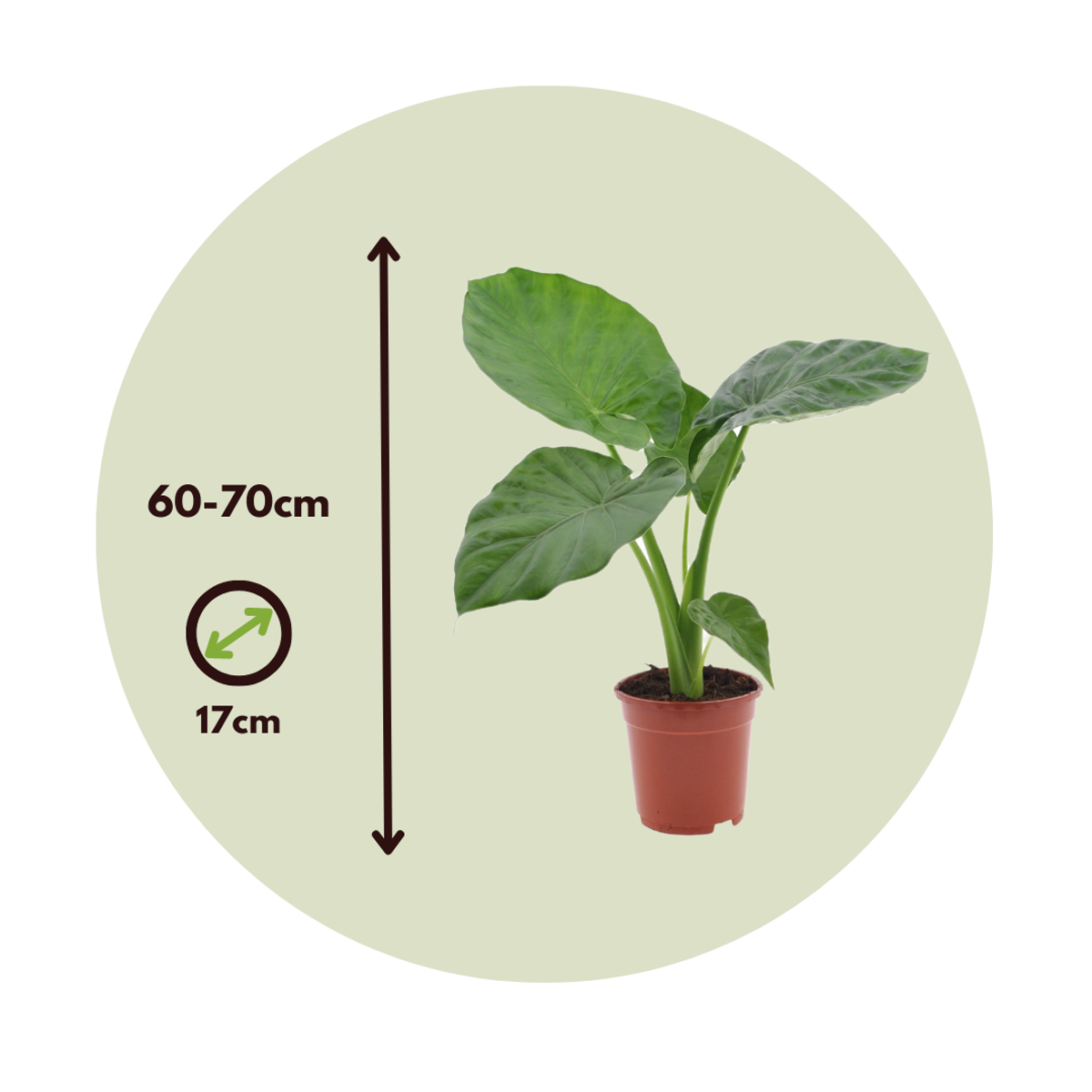 Out Of Category Houseplants Alokasia - Set Om 4 - Alocasia 'Macrorrhizos' - Höjd 60-70Cm - ⌀17Cm